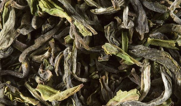 darjeeling-de-printemps_feuilles-610x360