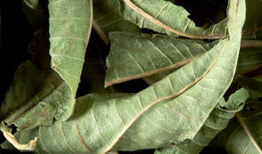 verveine